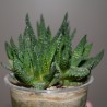 Haworthia pumila caespitosa