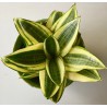 Сансевиерия Sansevieria Hahnii Gold