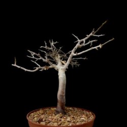 Commiphora myrrha