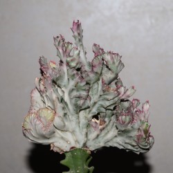 Euphorbia lactea cristata variegata Multicolored