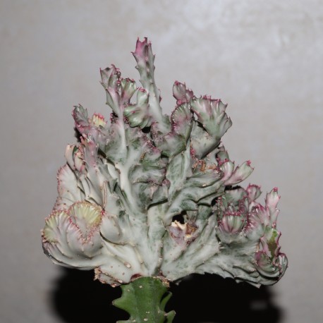 Euphorbia lactea cristata variegata Multicolored