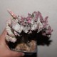 Euphorbia lactea cristata variegata Multicolored