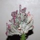 Euphorbia lactea cristata variegata Multicolored