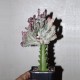 Euphorbia lactea cristata variegata Multicolored