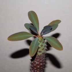 Euphorbia pachypodioides