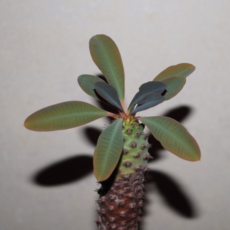 Euphorbia pachypodioides