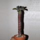 Euphorbia pachypodioides