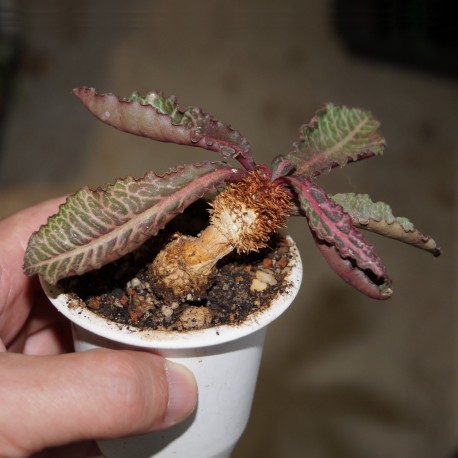 Euphorbia francoisii crassicaulis RED