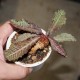 Euphorbia francoisii crassicaulis RED