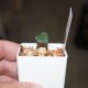 Euphorbia francoisii crassicaulis 
