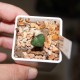 Euphorbia francoisii crassicaulis 