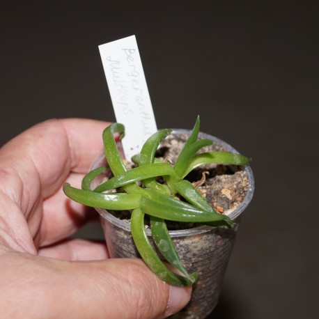 Bergeranthus multiceps