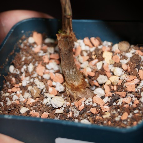 Adansonia grandidieri - Баобаб