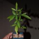 Adansonia grandidieri - Баобаб