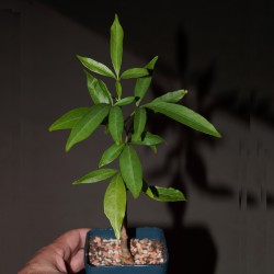 Adansonia grandidieri - Баобаб