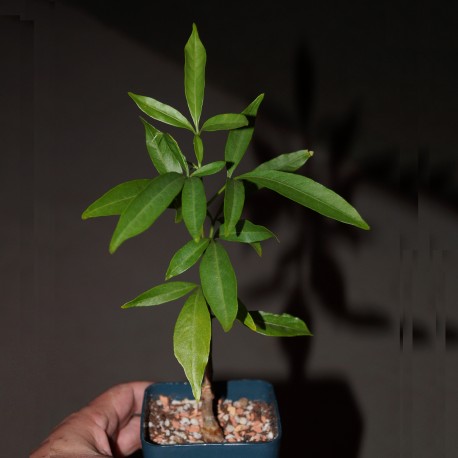 Adansonia grandidieri - Баобаб