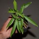 Adansonia grandidieri - Баобаб
