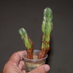 Euphorbia anoplia