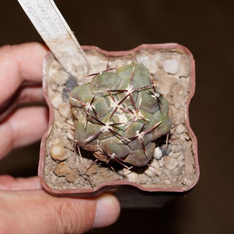 Thelocactus hexaedrophorus 