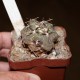 Thelocactus hexaedrophorus 