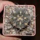 Gymnocalycium bozsingianum