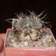 Gymnocalycium bozsingianum