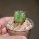 Euphorbia Pillansii
