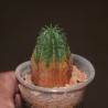 Euphorbia obesa hybr