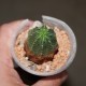 Euphorbia obesa hybr
