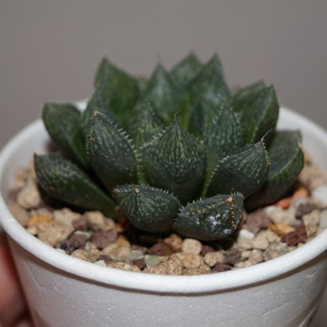 Haworthia Mirror ball