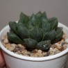 Haworthia Mirror ball - детка
