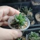 Haworthia Mirror ball