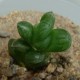 Haworthia cooperi truncata 