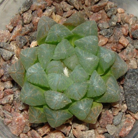 Haworthia cooperi truncata 