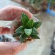 Haworthia pygmaea Tiger Pyg