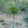 Pachypodium rutenbergianum