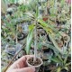 Pachypodium mikea