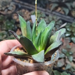 Haworthia truncata Prof. Weindtel