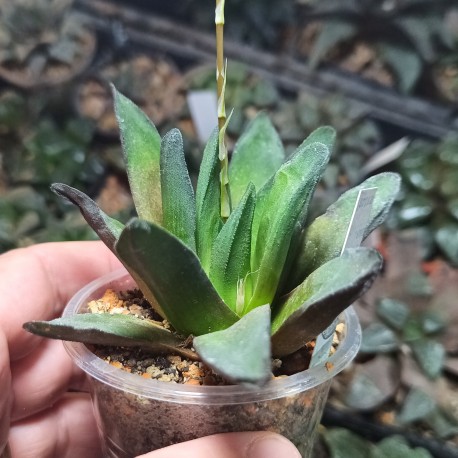 Haworthia truncata Prof. Weindtel