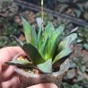 Haworthia truncata Prof. Weindtel