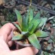 Haworthia truncata Prof. Weindtel