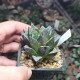 Haworthia splendens Kotohime
