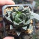 Haworthia splendens Kotohime