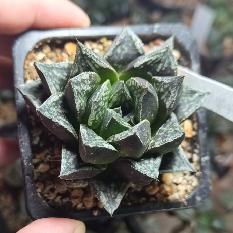 Haworthia splendens Kotohime