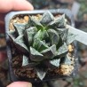 Haworthia splendens Kotohime