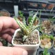 Aloe humilis hybrid Super Coconut