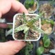 Aloe humilis hybrid Super Coconut