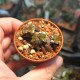 Lenopetallum Chocolate variegata