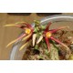 Orbea wissmannii Red