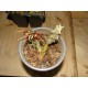 Orbea wissmannii Red